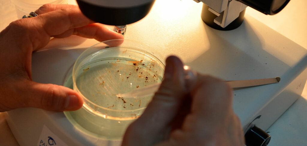 Investigador observando larvas de mosquito en un microscopio.