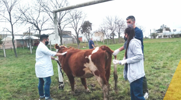 Estudiantes de la carrera Medicina Veterinaria de la Facultad de Bromatología, junto a una vaca en una de sus cátedras.