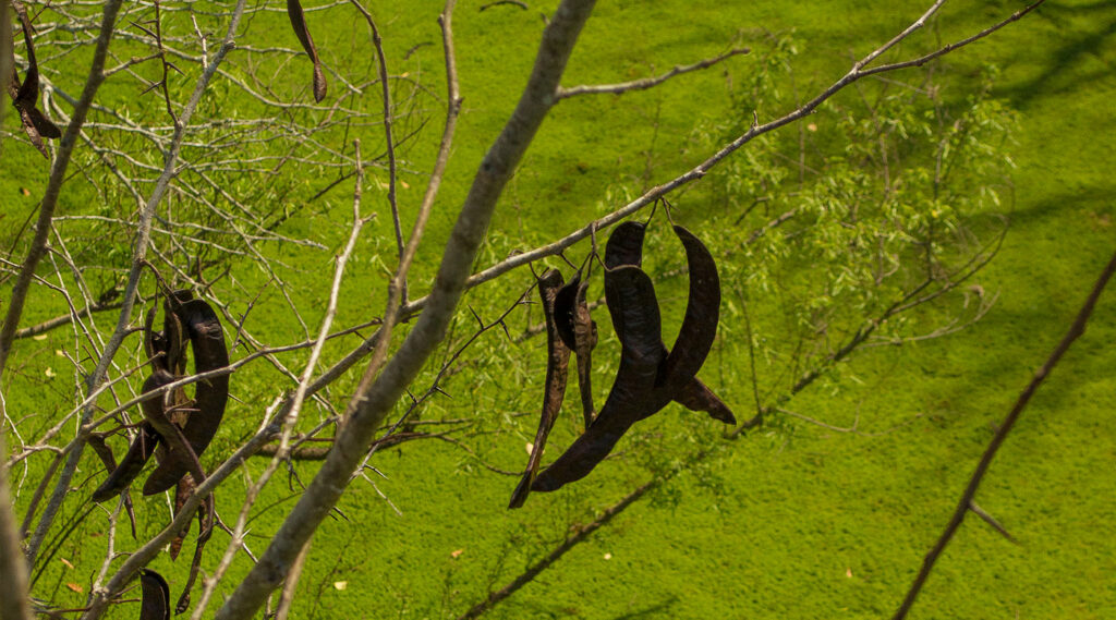chaucha de acacia negra en árbol