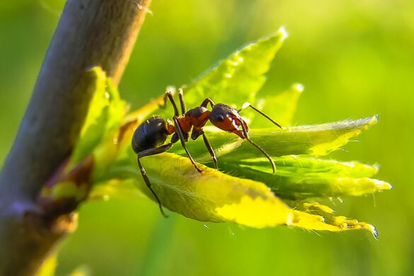hormiga-cortadora-sobre-hojas-verdes