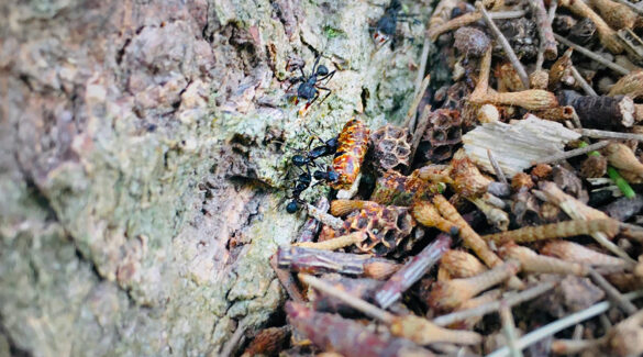 Hormigas negras cortadoras llevándose un cebo domisanitarios biológicos desarrollado en investigación de la Facultad de Ciencias Agropecuarias de la UNER.