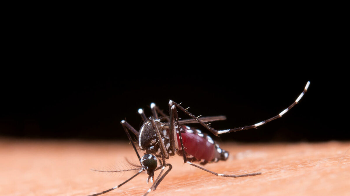 Martina Villanova: “El mosquito del dengue no es eliminable, solo podemos controlarlo”
