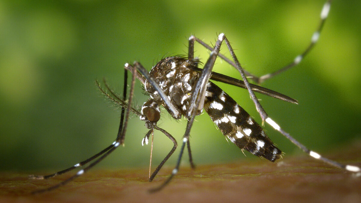 Responsabilidad en casa para frenar el dengue