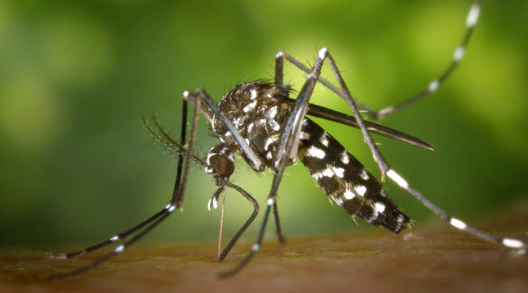 mosquito vector del dengue
