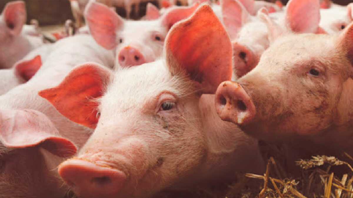 La UNER y el Gobierno firman un convenio para fortalecer la actividad porcina