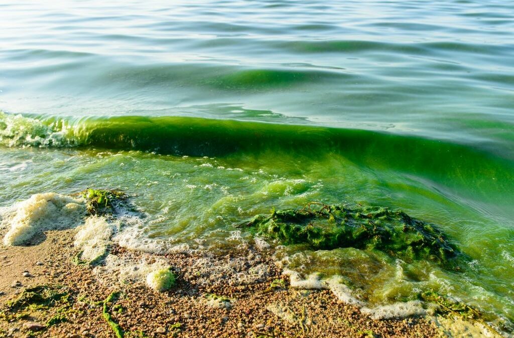 Aguas recreativas: ¿qué son las algas tóxicas?