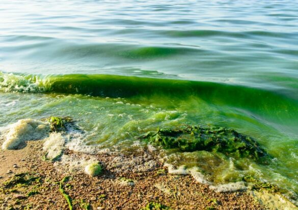 agua-teñida-de-verde-por-algas-tóxicas
