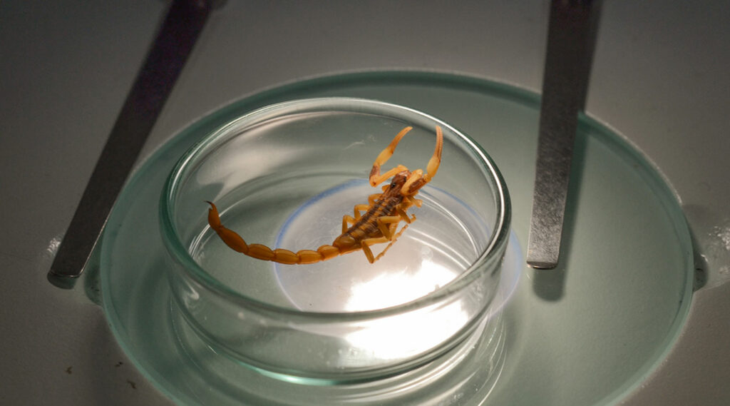 Escorpión visto en microscopio durante una Feria Regional de la Salud en la facultad de ciencias de la salud.