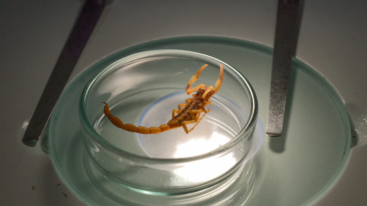 Guido Bonnot: “Todas las especies de escorpiones tienen veneno, pero no todas son un riesgo”