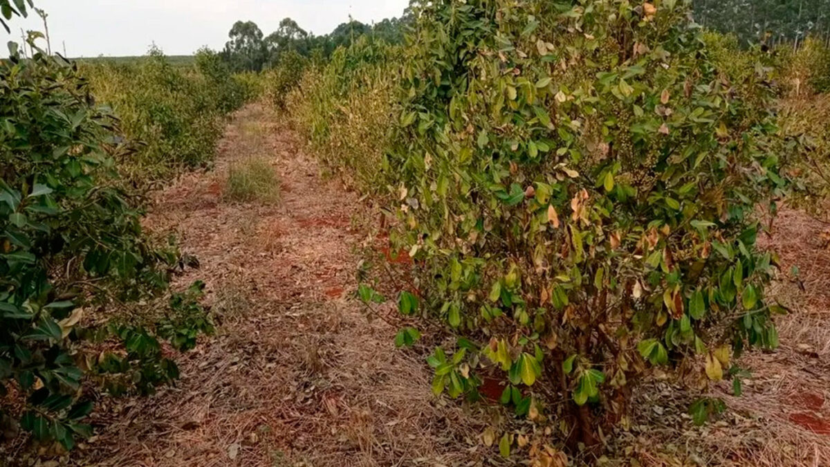 Sequía en Corrientes: “La situación de la yerba mate es caótica”