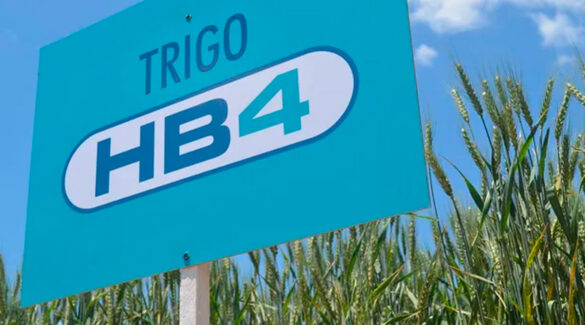 Plantación de trigo con el cartel que identifica a la variante HB4.