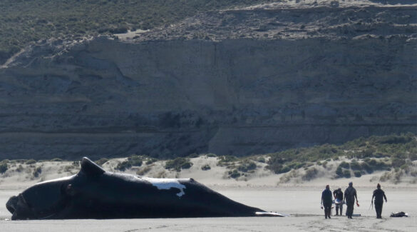 Una ballena yace en la costa y un equipo de investigación camina a su lado