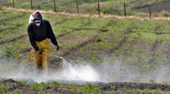 Un trabajador de la tierra fumigando alimentos