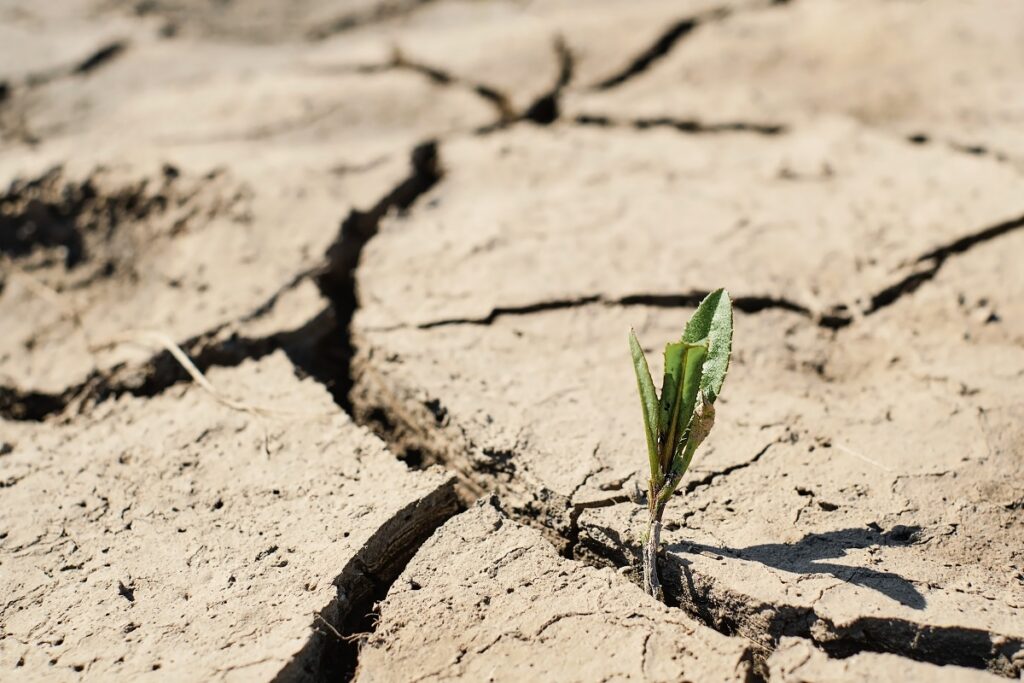 planta-crece-sobre-tierra-seca