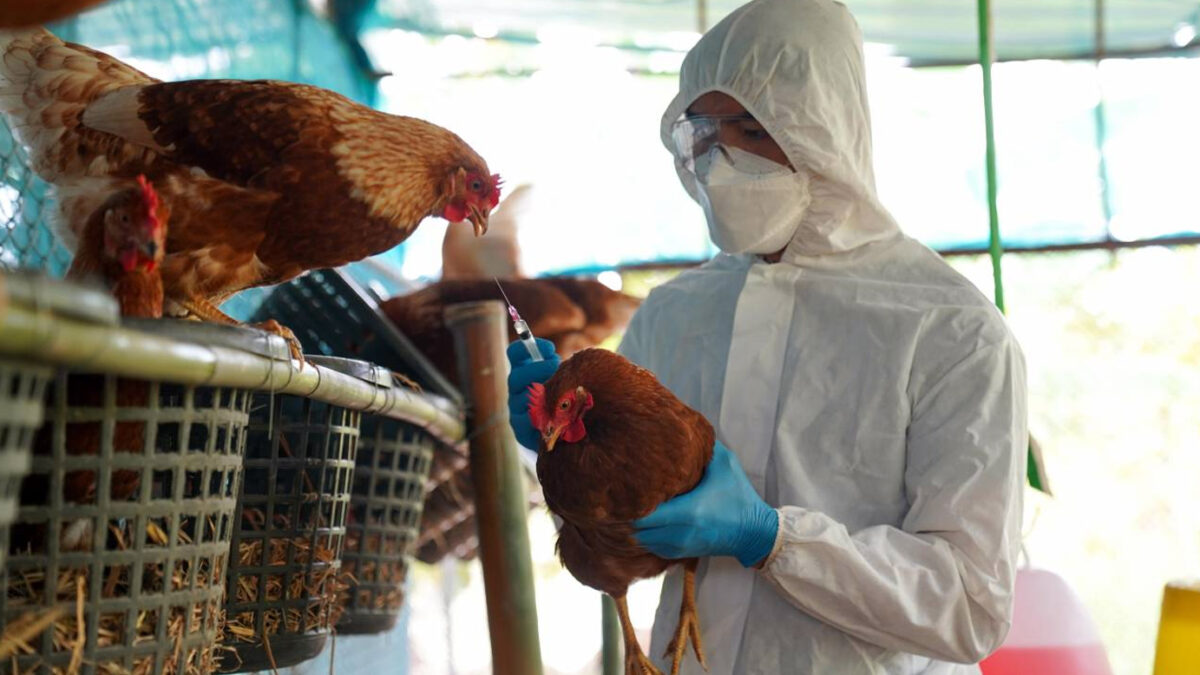 Gripe aviar y cierre de exportaciones: cómo afecta a productores avícolas entrerrianos