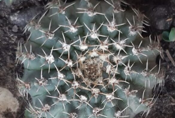 fotografía-de-un-cactus-tomada-desde-arriba
