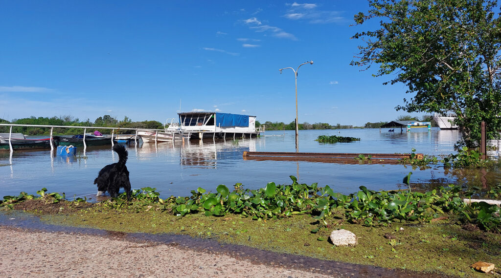 Río uruguay crecido a la altura del puerto de Concepción del Uruguay.