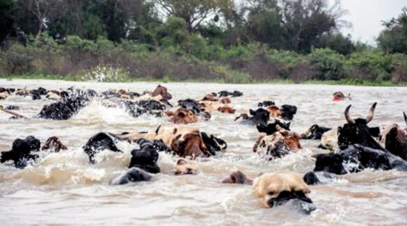 Vacas cruzando el río Paraná.