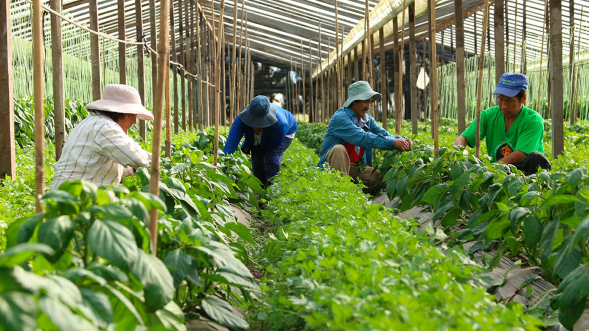 Cierran el Instituto de Agricultura Familiar: 40 entrerrianos se quedarán sin trabajo