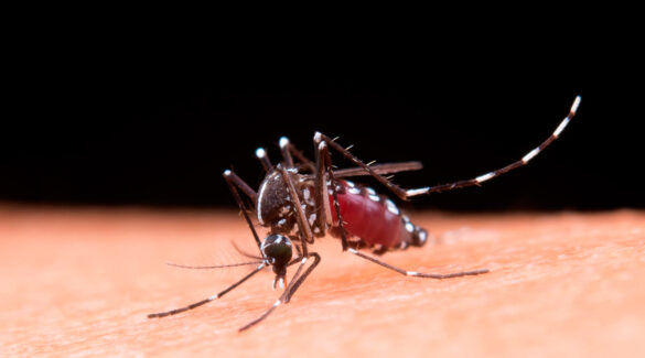 Macro de mosquito Aedes Egipty, transmisor del dengue.