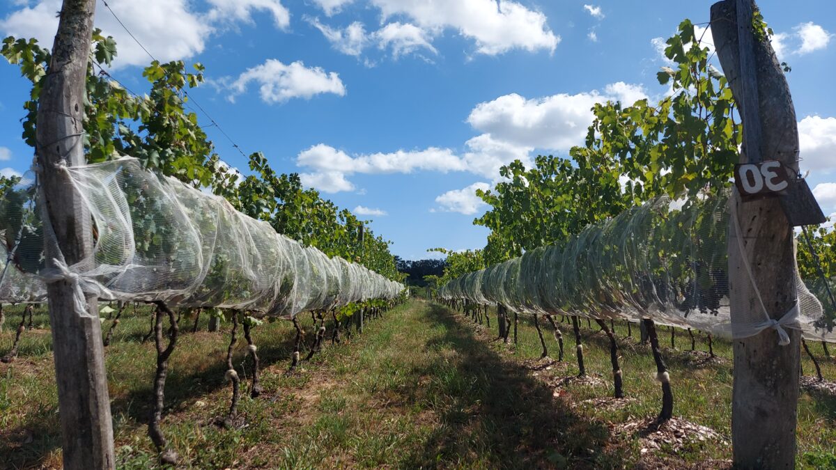 Aporte científico a la producción de vinos regionales