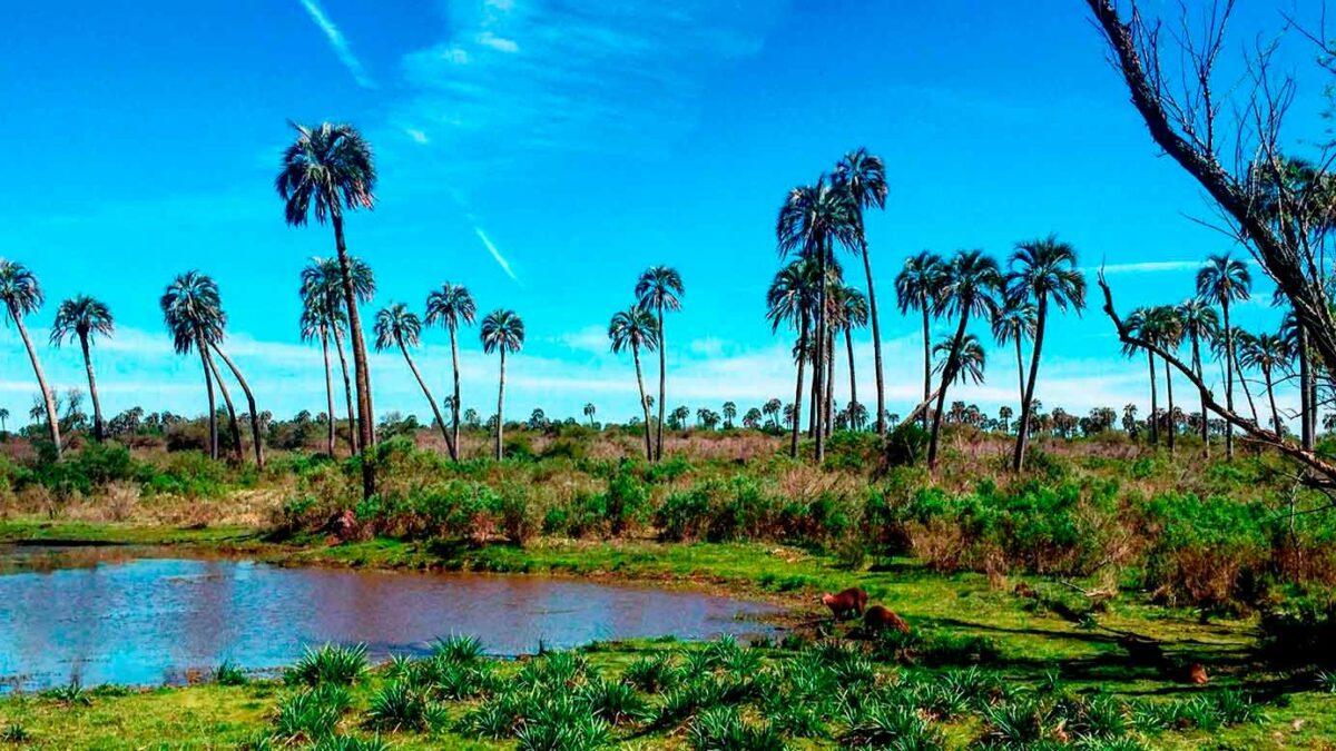 La UNER monitoreará los ecosistemas acuáticos del Parque Nacional El Palmar