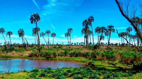 Paisaje del parque nacional el Palmar, con palmeras y carpinchos.