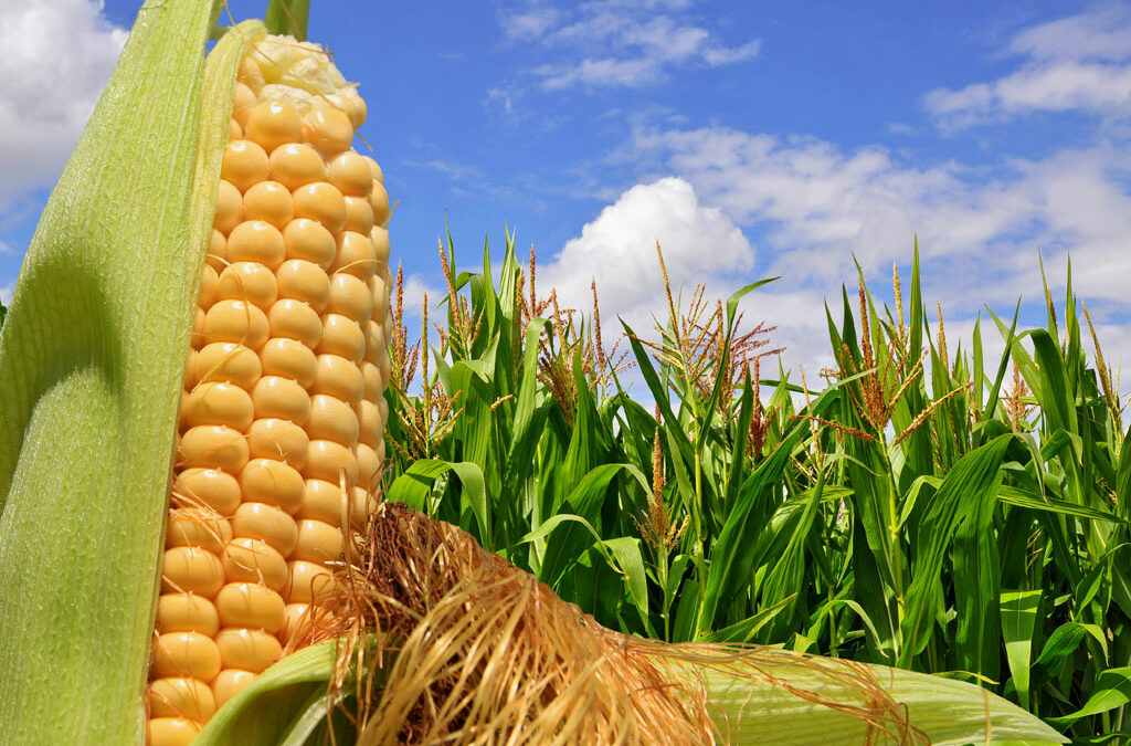 Importaciones, retenciones y desguace del INTA: “La situación del campo es gravísima”