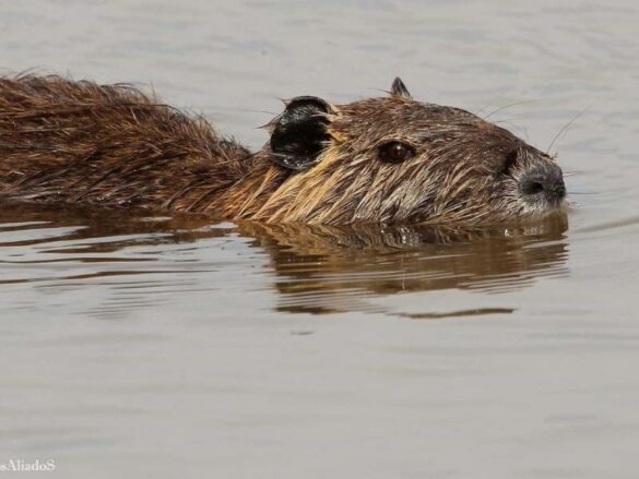 Nutria nadando