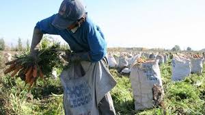 Hombre cosechando zanahorias