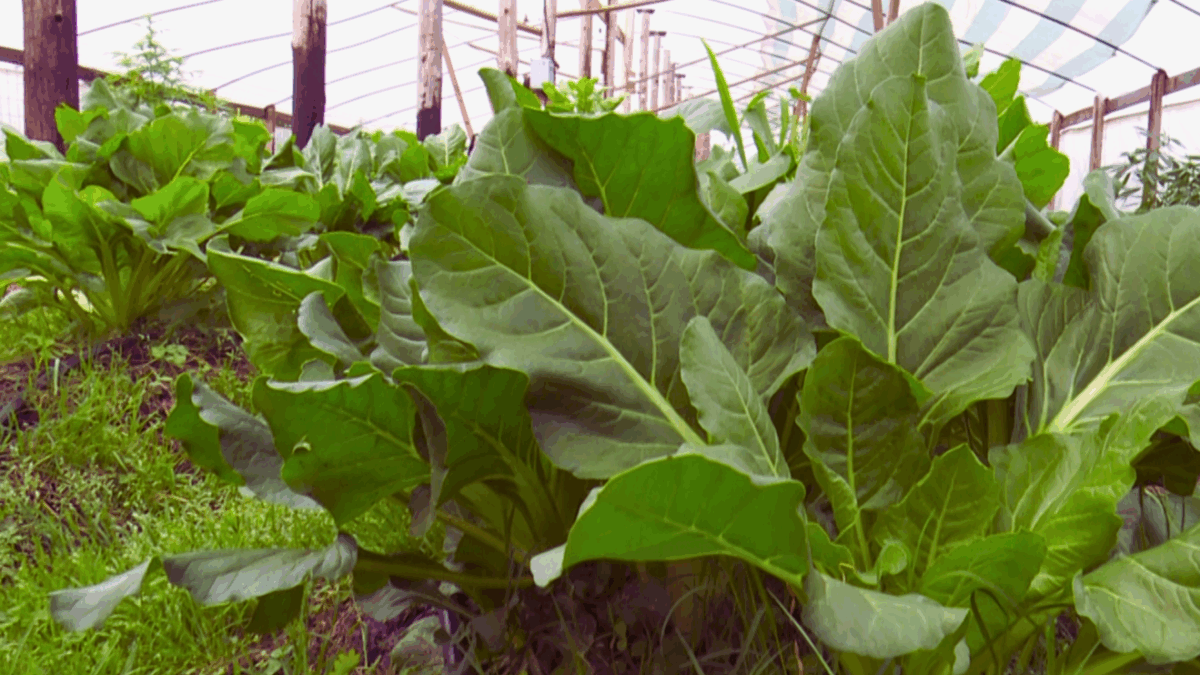 Se realizará la Jornada de Soberanía Alimentaria