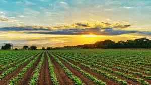 Un campo de soja joven y saludable durante el amanecer. El paisaje incluye hileras cultivadas que se extienden hacia el horizonte bajo un cielo nublado